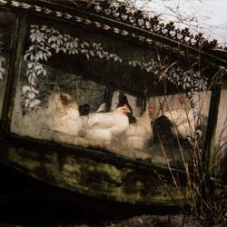 Hens In A Hearse, Mayo