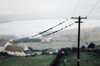 Birds, Bloody Foreland, Donegal