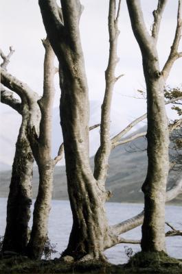 Bare Trees, Mayo