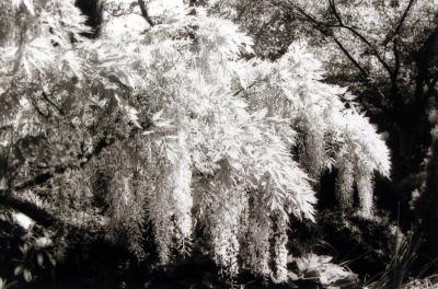 Wisteria, America