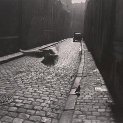 Pigeon in Cobbled Street