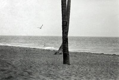 Seagull and Crossed Trees;Seagull and Crossed Trees;Seagull and Crossed Trees