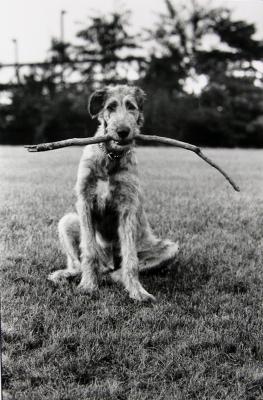 Irish Wolfhound with Stick;Irish Wolfhound with Stick