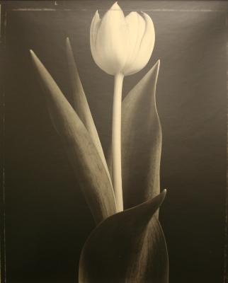 Tulip