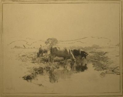 Cows In A Stream