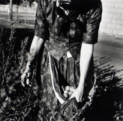 Rebecca Walter harvesting tomatillos