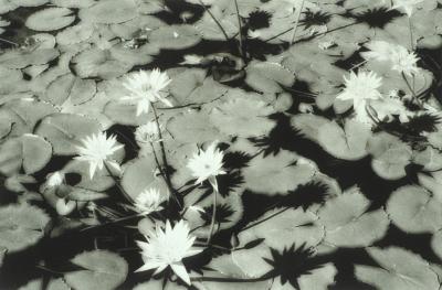 Water Lilies, Tunisia