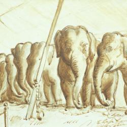 Circus Elephants