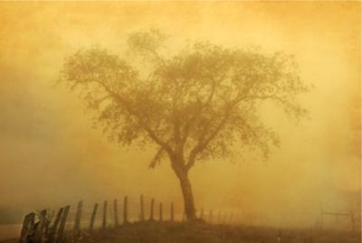 Trees and Fence