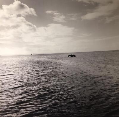 Black Horse, All Saints Bay, Itaparica, Brazil