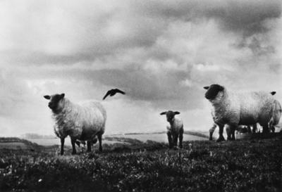 Sheep and crow, Sligo