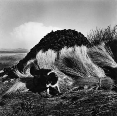 Sheepdog and Turf, Bloody Foreland, Donegal