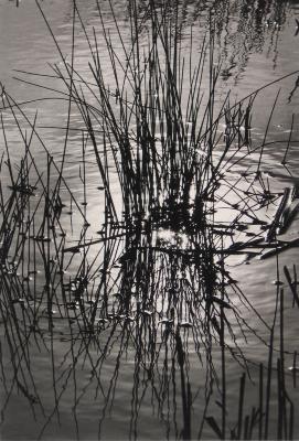 Marshes, the Camargue, France;Marshes, the Camargue, France